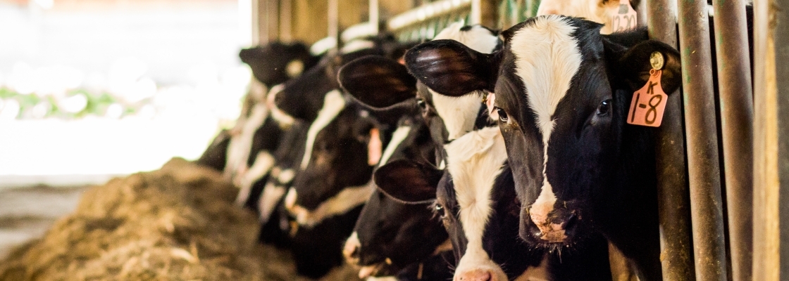 a row of cows eating feed